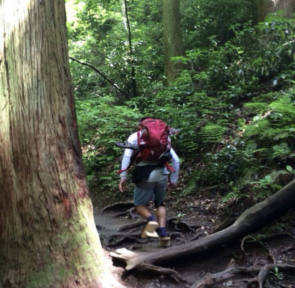 一本歯下駄を履き、木の根が張る山道を歩く後ろ姿